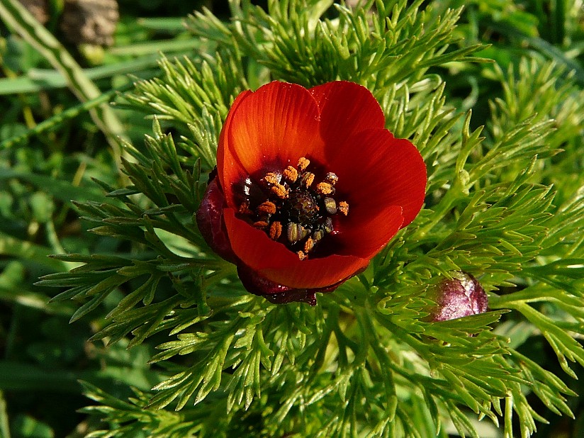 Adonis annua